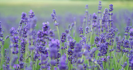 Descubre la Lavanda