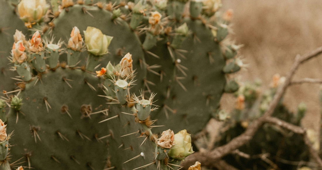 ¿Qué significa Matria?