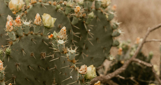 ¿Qué significa Matria?