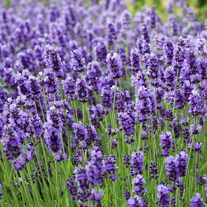 Desodorante Lavanda